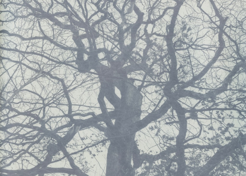 Eclipse 19. 2024. Scan of unfixed lumen, printed 7 x 5 inches.